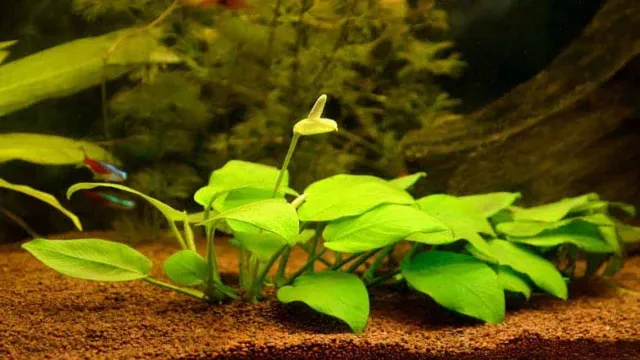 how to grow aquarium plants in gravel