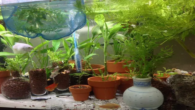 How to Grow Aquarium Plants in Pots: A Guide to Thriving Aquatic Flora in Containers