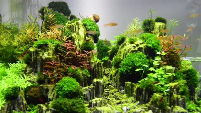how to grow aquarium plants on rocks