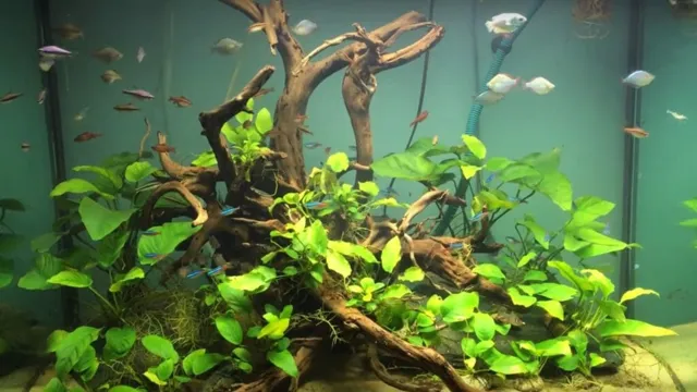 how to grow aquarium plants on wood