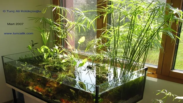 how to grow aquarium plants out of water