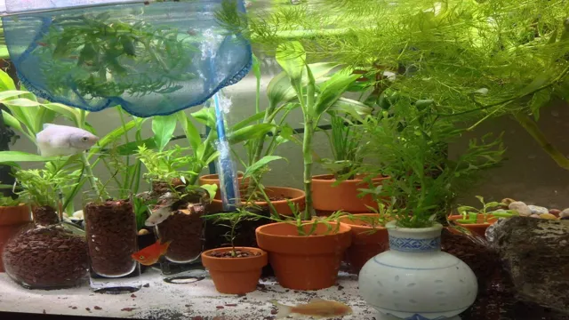 how to grow aquarium plants outside