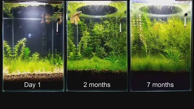 How to Grow Aquarium Plants without Fish for a Flourishing Underwater Garden