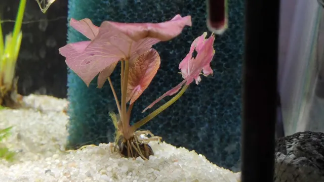 how to grow aquarium plants without soil