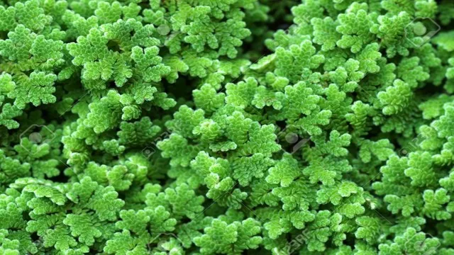 How to Grow Azolla in Aquarium: A Comprehensive Guide for Beginners