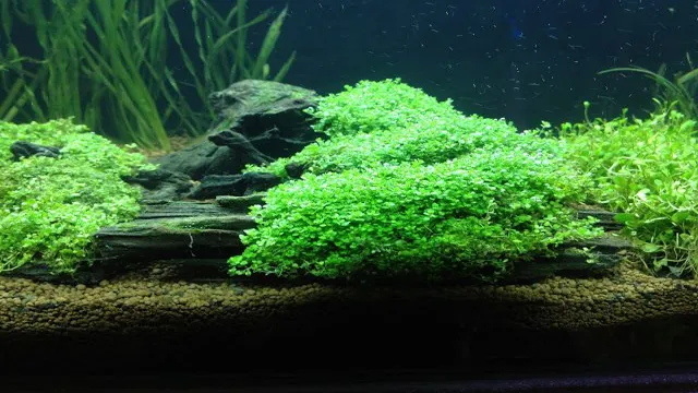 how to grow baby tears aquarium plant