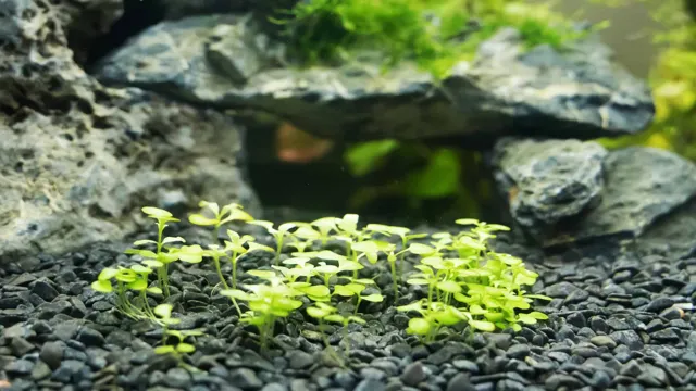 how to grow baby tears in aquarium
