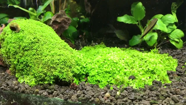 How to Grow Baby Tears in Aquarium: A Step-by-Step Guide for Beginners