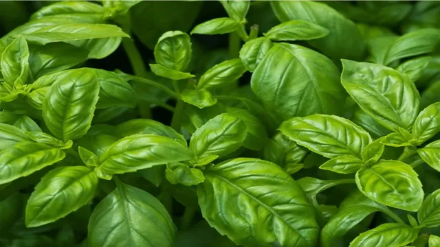 How to Grow Basil in Your Aquarium: A Step-by-Step Guide to a Thriving Aquaponic System