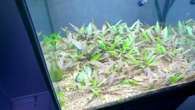 how to grow biofilm in aquarium