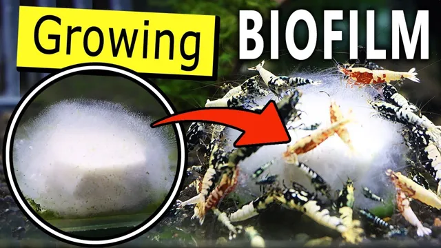 How to Grow Biofilm in Aquarium: A Comprehensive Guide for Begginners.