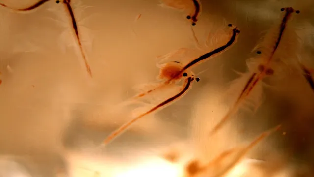 how to grow brine shrimp in saltwater aquarium