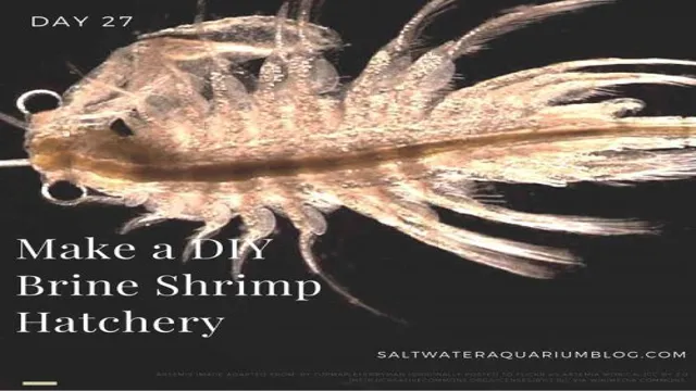 How to Grow Brine Shrimp in Saltwater Aquarium: The Ultimate Guide