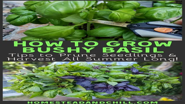 how to grow bushy aquarium plants