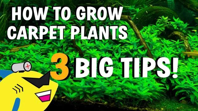 how to grow carpet aquarium plant