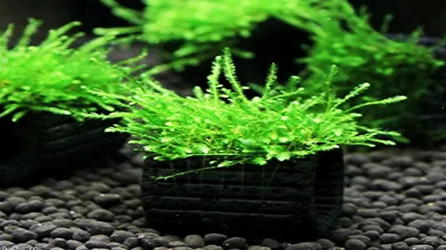 How to Grow Carpet Aquarium Plant: A Comprehensive Guide for Aquascaping Enthusiasts