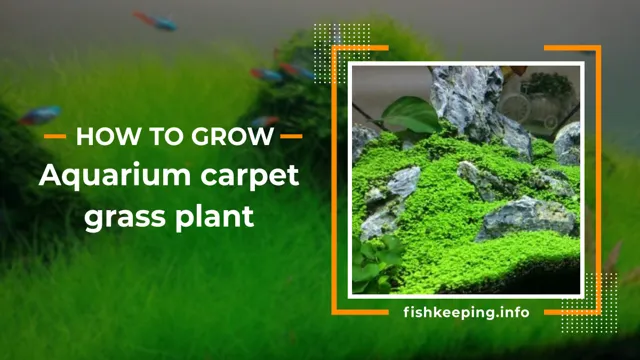 How to Grow Carpet Grass Seeds in Aquarium: A Step-by-Step Guide for Beginners