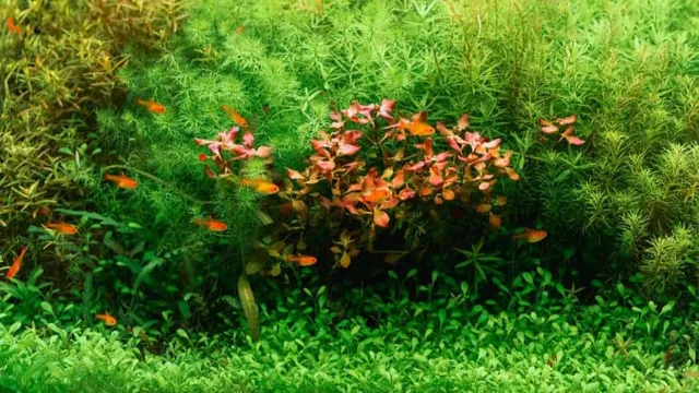 how to grow carpet plants in aquarium