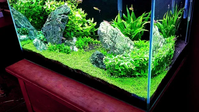 How to Grow Carpet Plants in Aquarium: A Comprehensive Guide