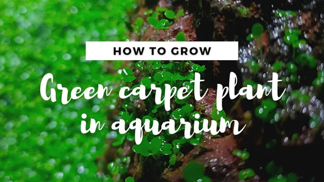 how to grow carpet seeds in aquarium