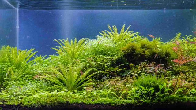 How to Grow Carpet Seeds in Aquarium: A Beginner’s Guide