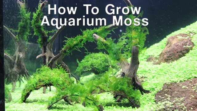 how to grow christmas moss in aquarium
