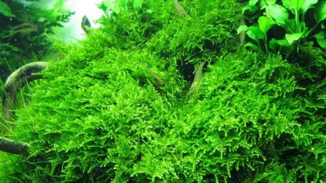 How to Grow Christmas Moss in Aquarium: A Step-by-Step Guide