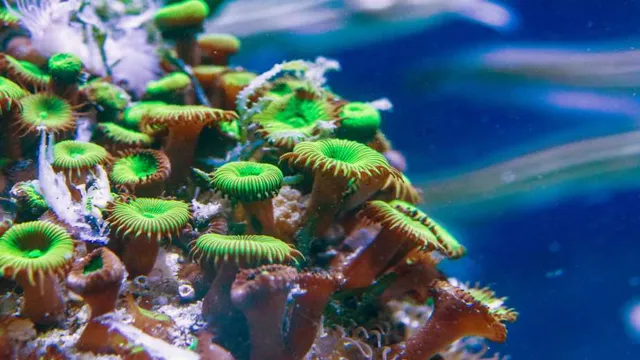how to grow coral in aquarium