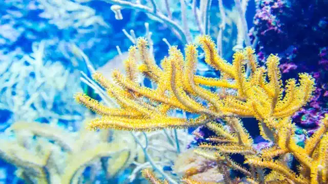how to grow coral in saltwater aquarium