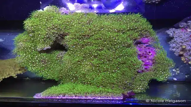 How to Grow Coral in Saltwater Aquarium: A Complete Guide