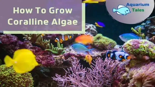 how to grow coralline algae in a saltwater aquarium