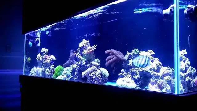 how to grow coralline algae in aquarium