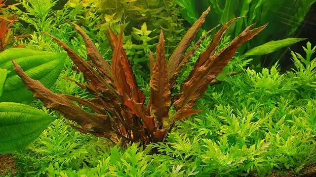 How to Grow Cryptocoryne in Aquarium: Essential Techniques for Site Org Fans