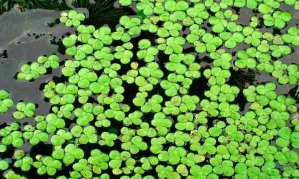 How to Grow Duckweed in Aquarium: A Comprehensive…