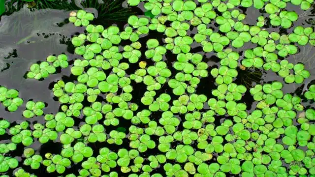 How to Grow Duckweed in Aquarium: A Comprehensive Guide for Aquarists