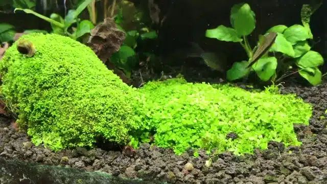 How to Grow Dwarf Baby Tears in Aquarium: A Complete Guide