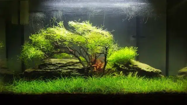 how to grow dwarf grass in aquarium