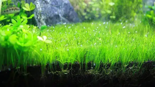 how to grow dwarf grass in aquarium