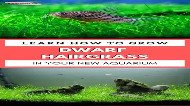 how to grow dwarf hairgrass in aquarium