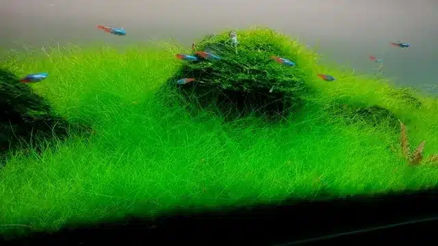 How to Grow Dwarf Hairgrass in Aquarium for a Lush and Vibrant Aquatic Garden