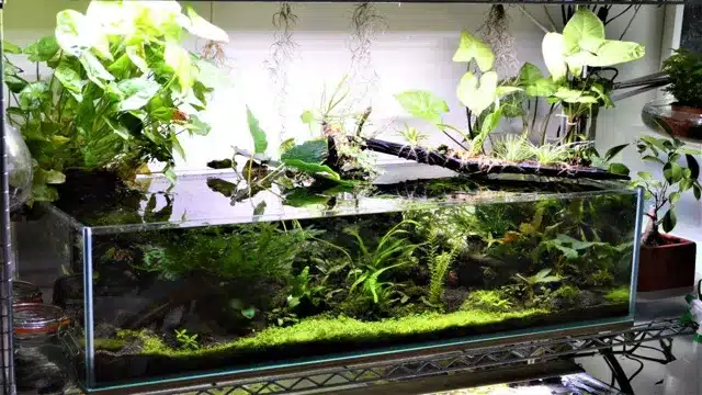 How to Grow Emergent Plants in Aquarium: Tips and Techniques for Success