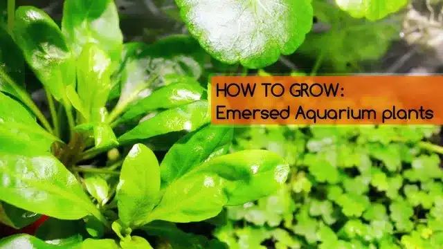 how to grow emersed aquarium plants