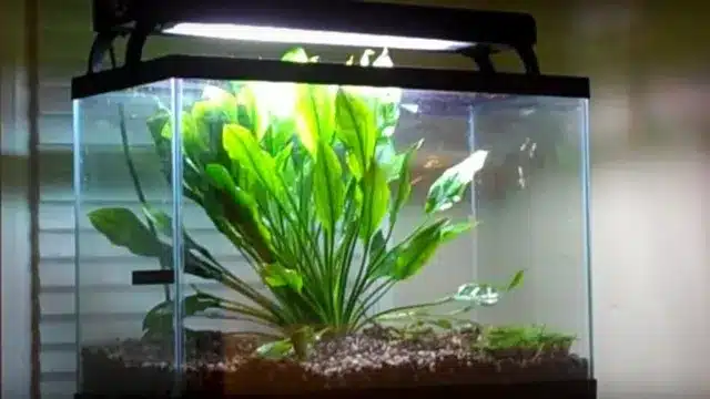 how to grow fish faster in aquarium