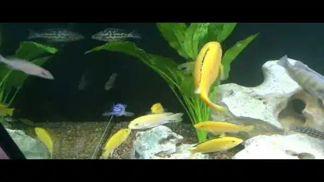 how to grow fish in aquarium