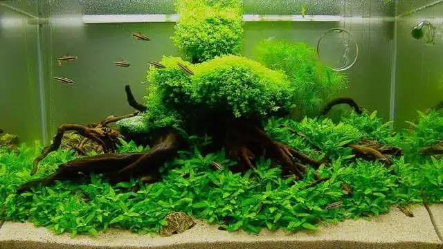 how to grow fresh water aquarium
