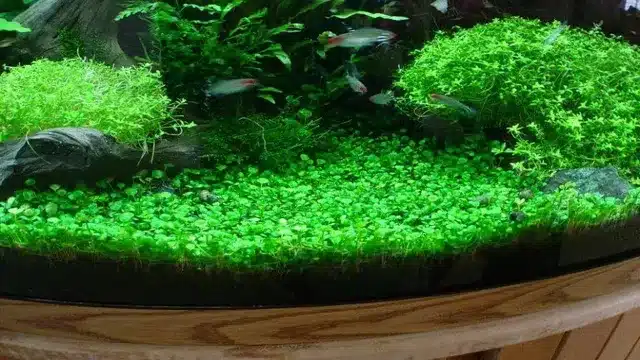 how to grow freshwater aquarium carpet