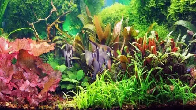 How to Grow Freshwater Aquarium Carpet: A Step-By-Step Guide to Creating a Lush Aquatic Landscape