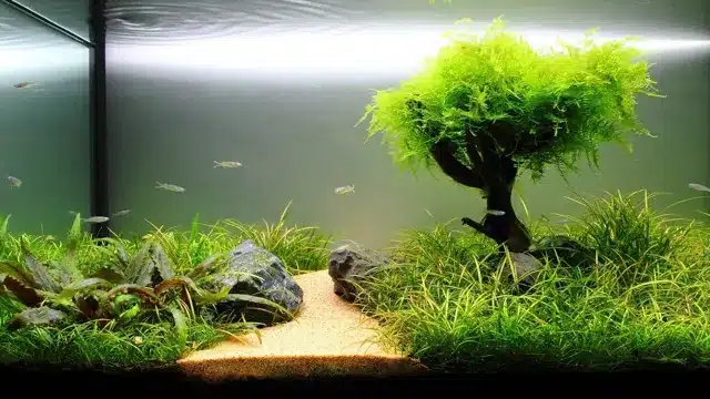 How to Grow Freshwater Aquarium Plants Like a Pro: Tips and Tricks