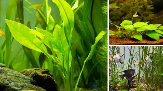 how to grow freshwater garden 30 gallon aquarium gravel