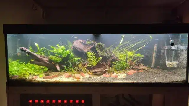 How to Grow a Freshwater Garden in a 30 Gallon Aquarium with Gravel: Tips and Tricks